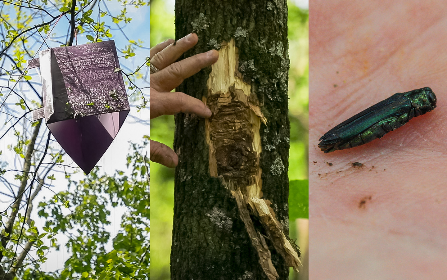 Images of an EAB trap, tunnels under tree bark, the insect