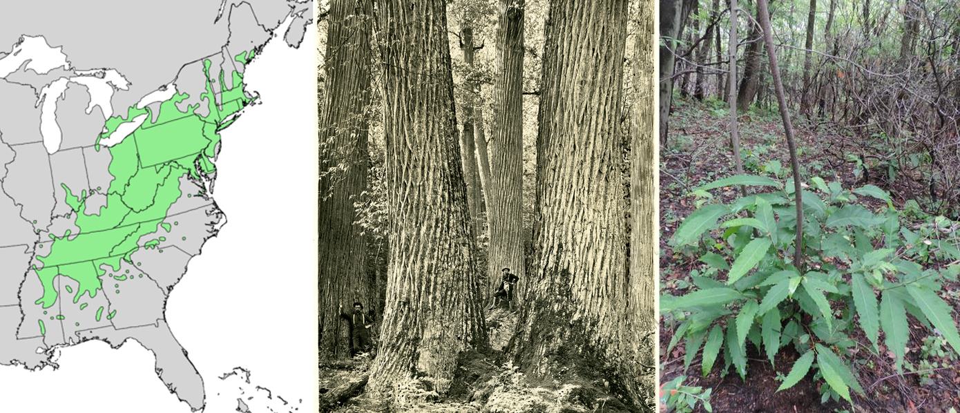 A collage of American chestnut images featuring a range map, a photo from archives depicting the tree's size and resprouting at the root collar