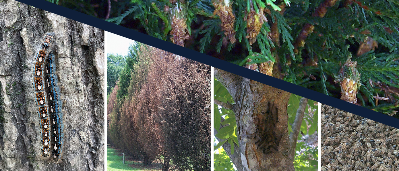 A collage of various defoliators and symptoms of each
