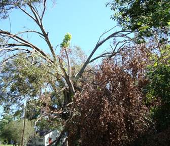 Storm Damage to Trees