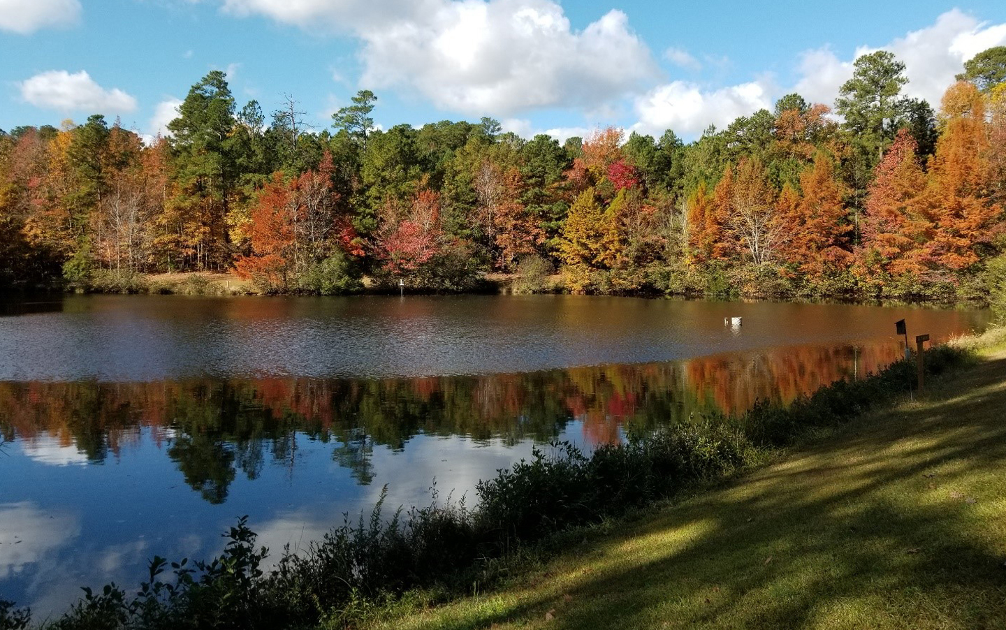 Fall foliage at Clemmons Educational State Forest