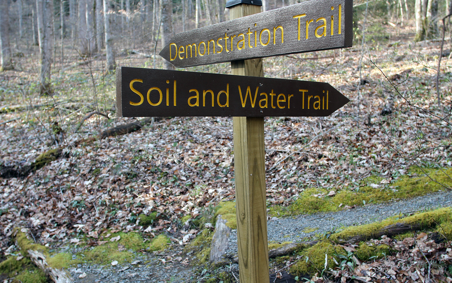 Forest trail signage