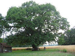Champion Big Tree