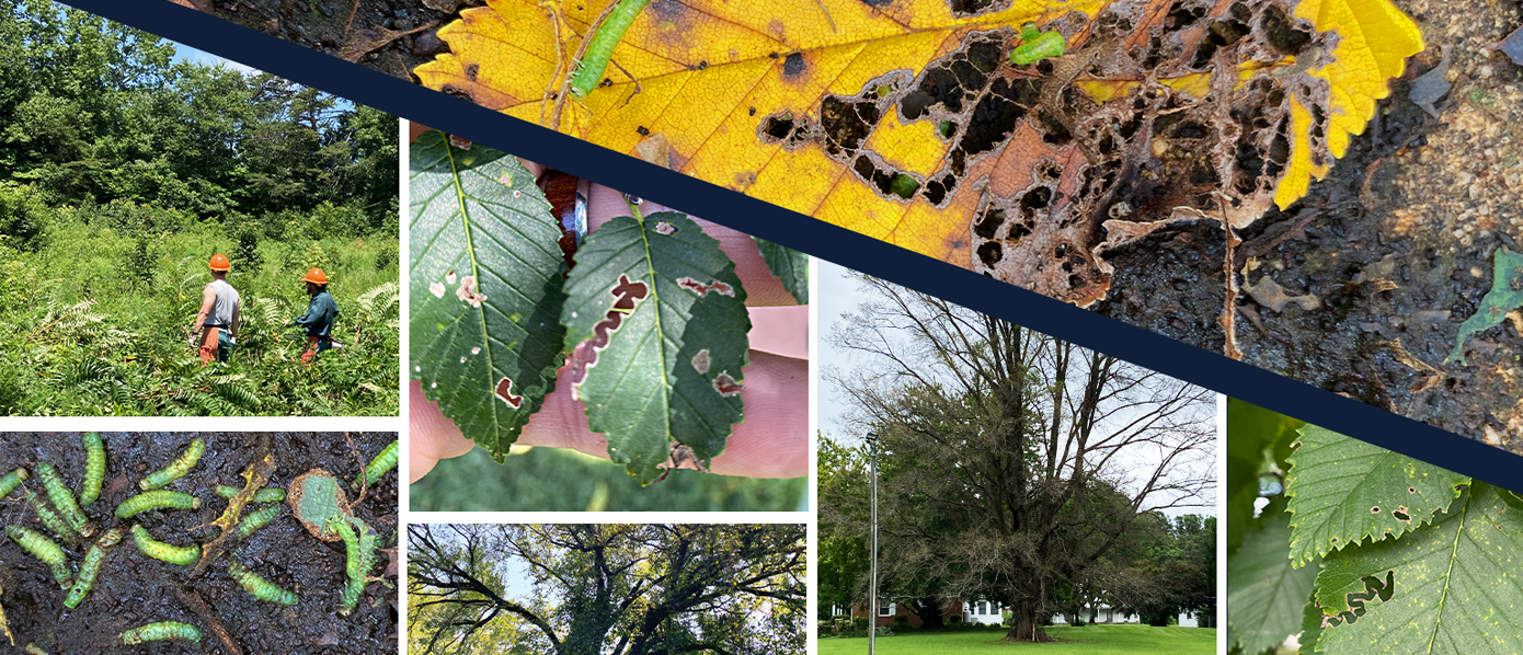 A collage of elm zigzag sawfly larvae and symptoms