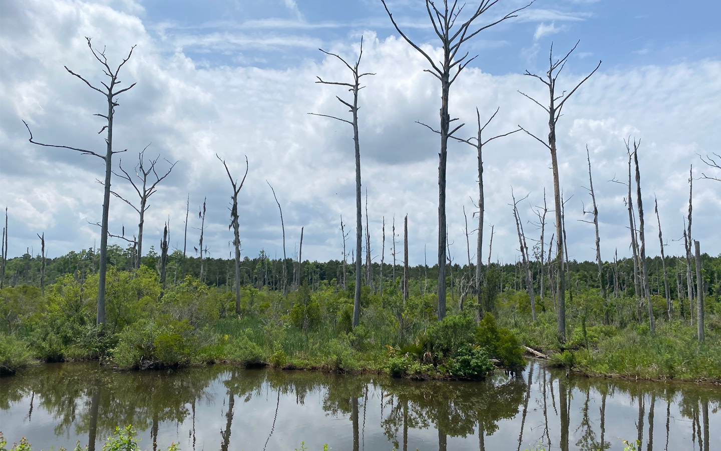 Coastal ghost forest