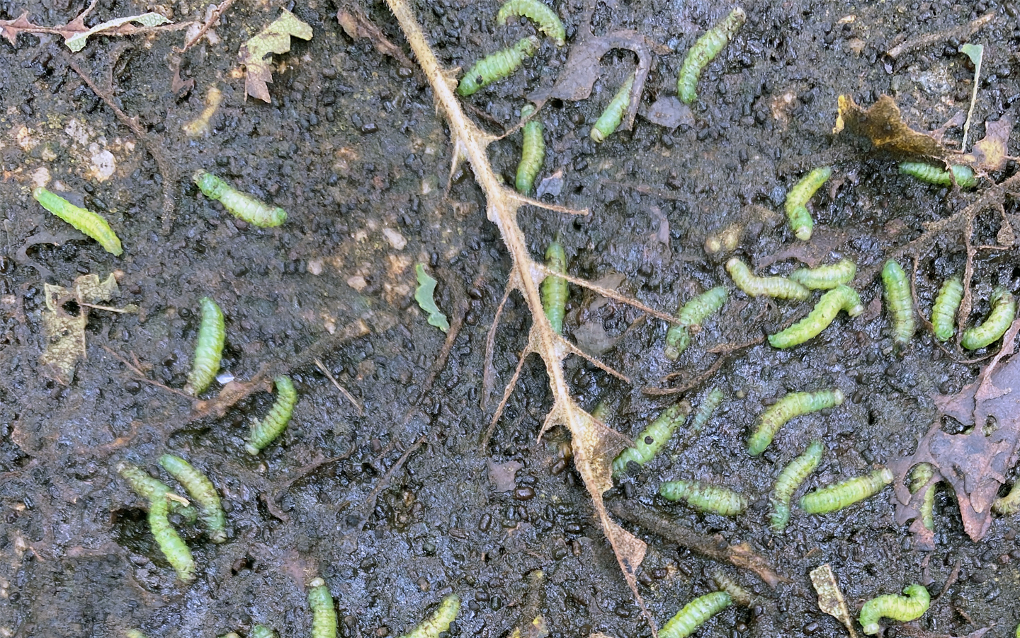 Elm zigzag sawfly larvae