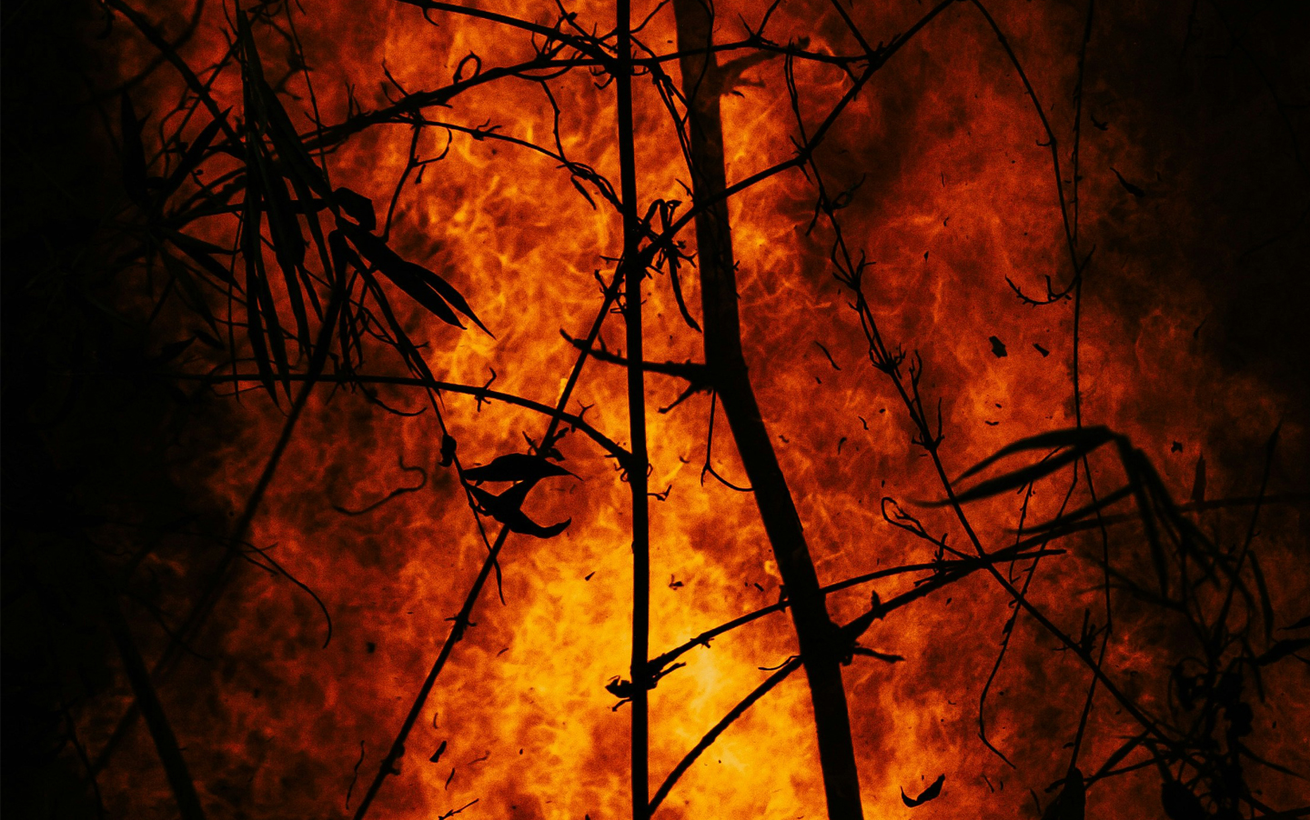 Wildfire in the woods