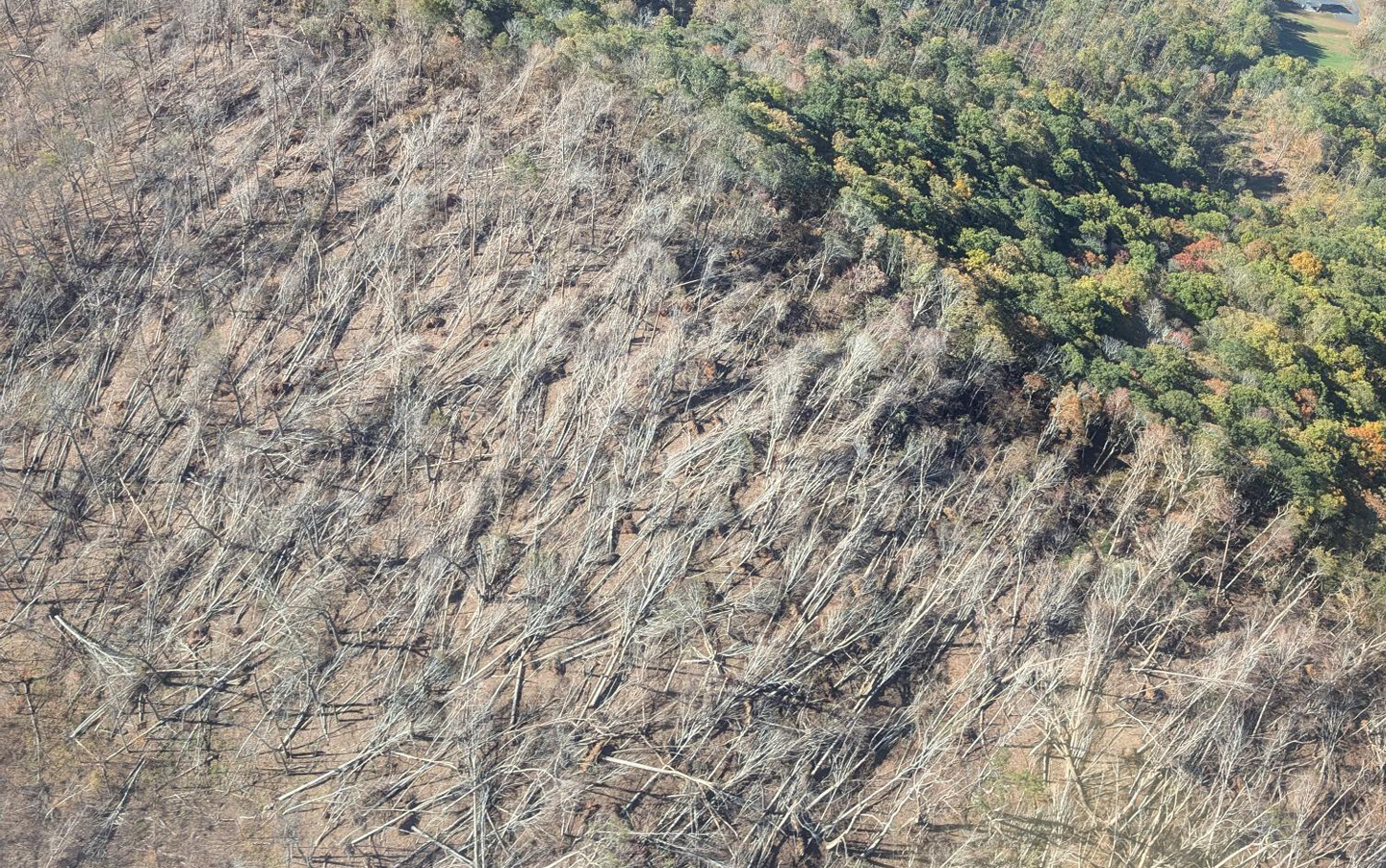 Aerial image of timber damage in WNC after Hurricane Helene