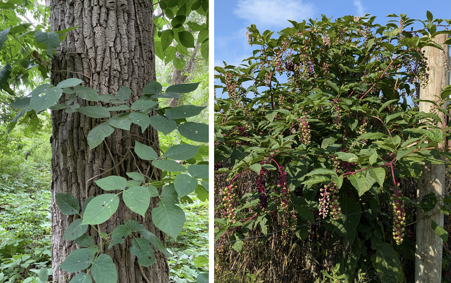 Though native plant species like poison ivy (left) and American pokeweed (right) seem invasive as they aggressively encroach into our landscapes, they are considered aggressive spreaders rather than invasive species. Photos obtained from iNaturalist (CC-BY-NC).