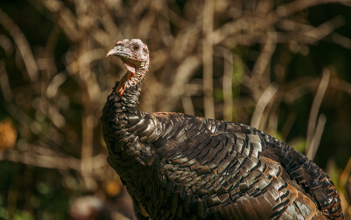 Close-up of a wild turkey