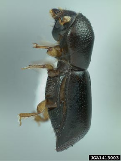 Adult redbay ambrosia beetle (about 1/16" long