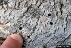 D-shaped exit holes in bark