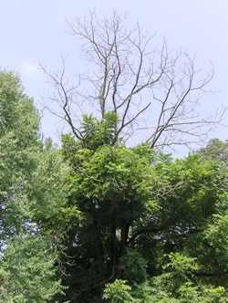 Walnut tree affected by thousand cankers disease