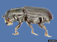 Southern pine beetle