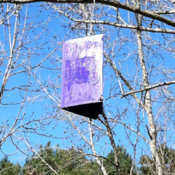 A purple prism trap hanging from a tree