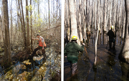 NCFS foresters examining bottomland swamp forests