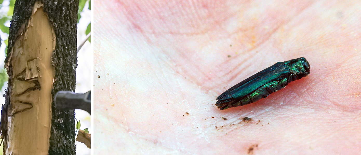 Images of an emerald ash borer and EAB galleries beneath the bark of an ash tree