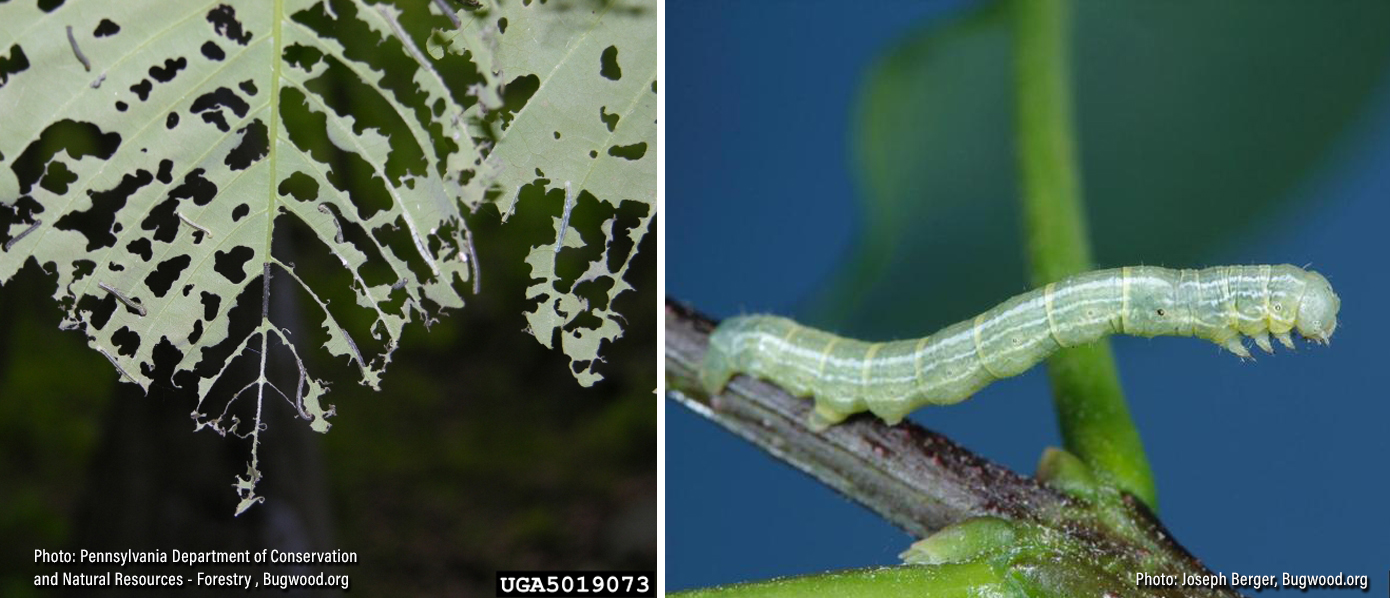 Cankerworm defoliation and larvae