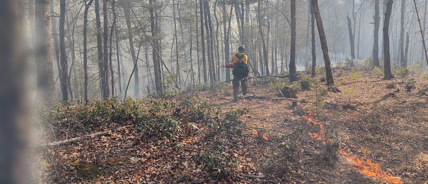 Wildland firefighter uses a drip torch to set a prescribed fire