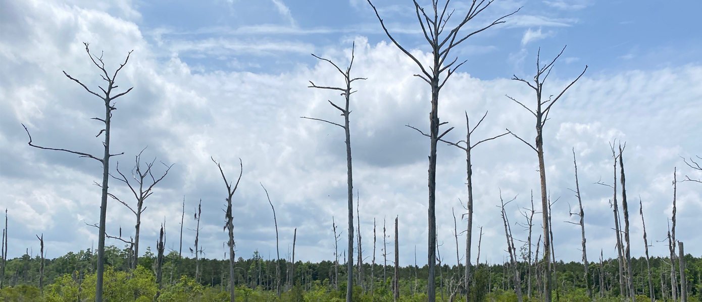 Coastal ghost forest