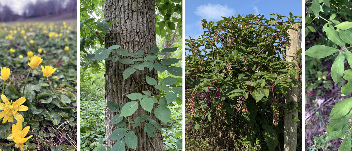 Photo collage of various invasive plants