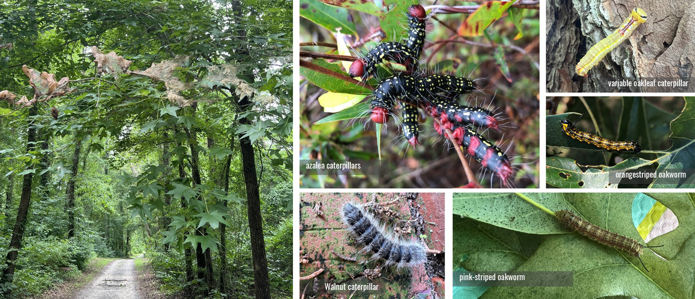 Examples of mid-to-late season pests like webworm and fall oakworm