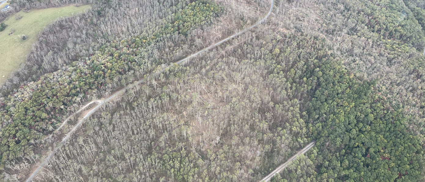 Aerial image of downed trees in aftermath of Hurricane Helene