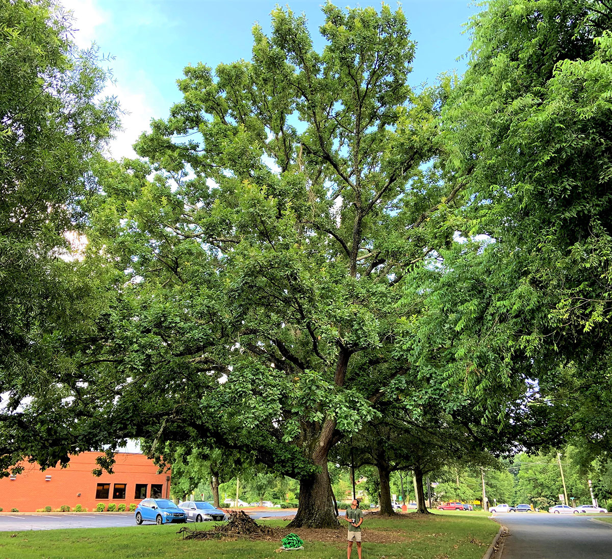 North Carolina Forest Service